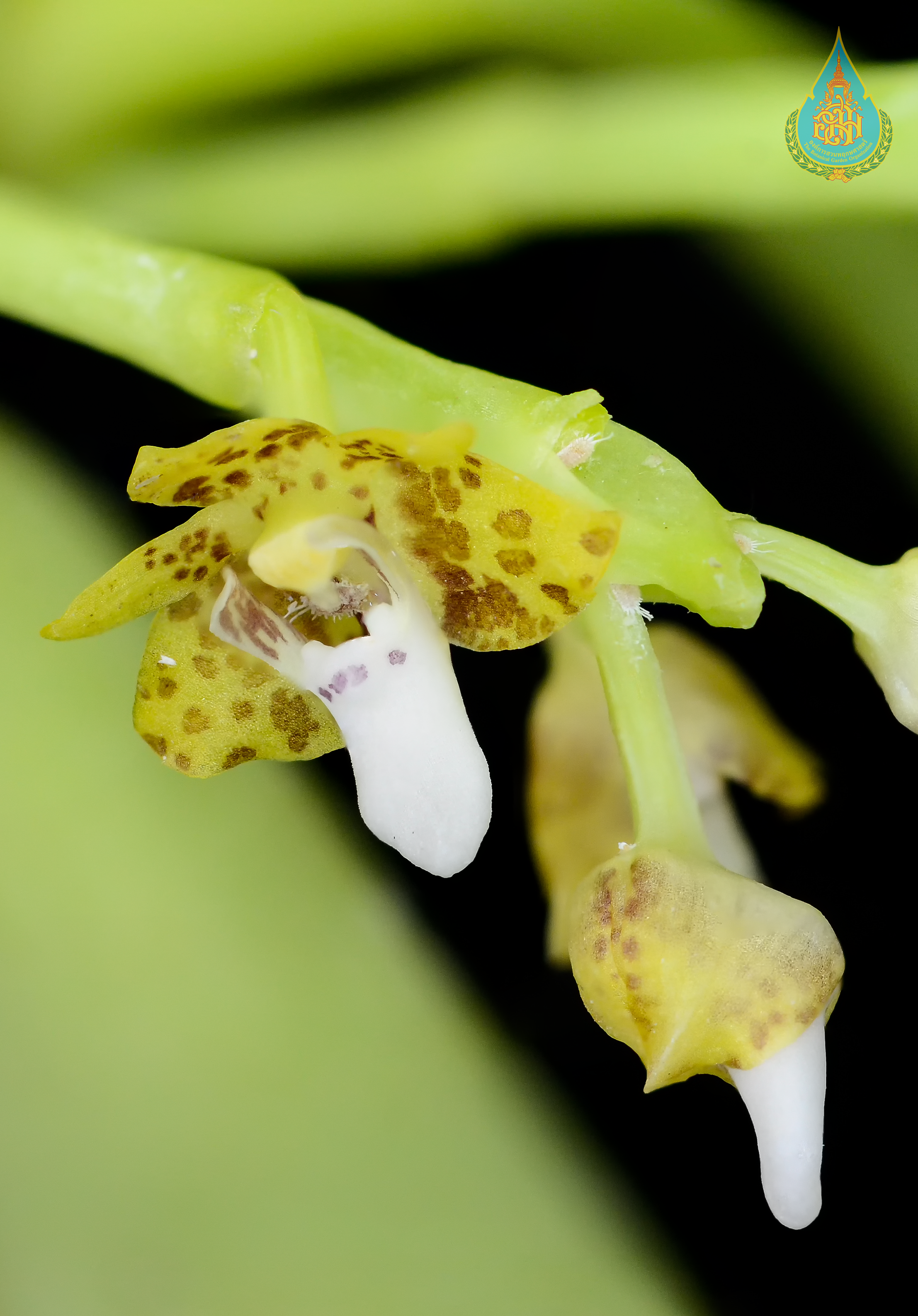 เสือดาวน้อย Pteroceras leopardinum (C.S.P.Parish & Rchb.f.) Seidenf. & Smitinand<br/>ORCHIDACEAE